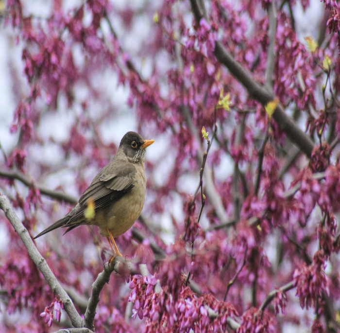 Turdus falklandii