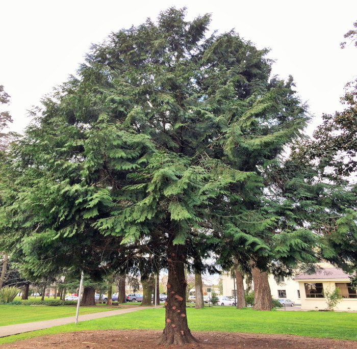 Thuja plicata Donn ex D. Don