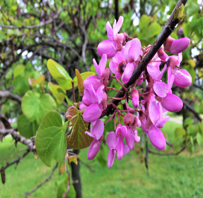 Cercis siliquastrum L.