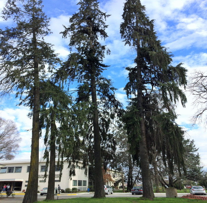 Chamaecyparis lawsoniana (Murray) Parl.