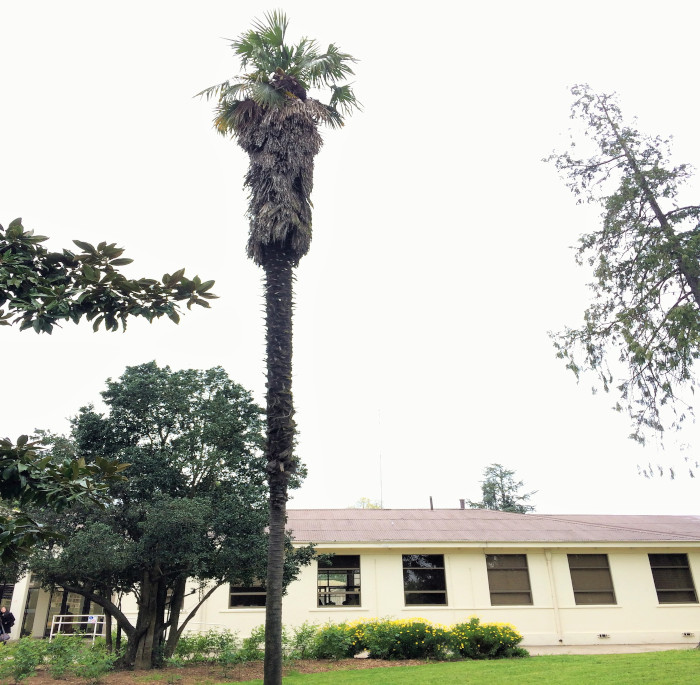 Trachycarpus fortunei (Hook.) H. Wendl.