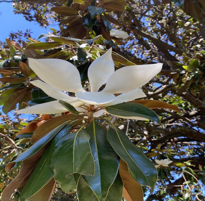 Magnolia grandiflora L.