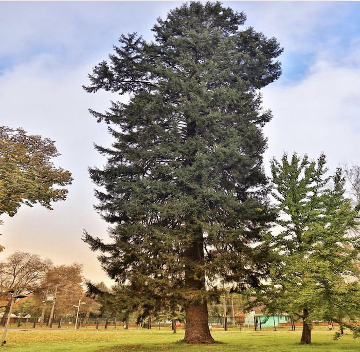 Picea orientalis (L.) Peterm.