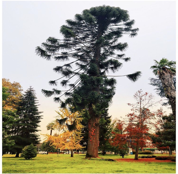 Araucaria bidwillii Hook.