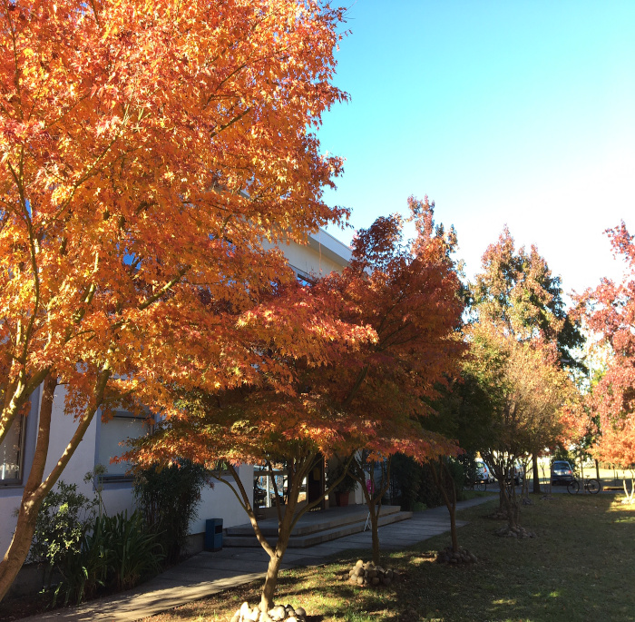 Acer palmatum Thunb.