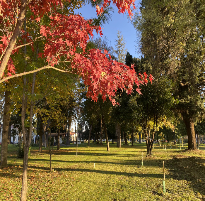 Acer palmatum Thunb.