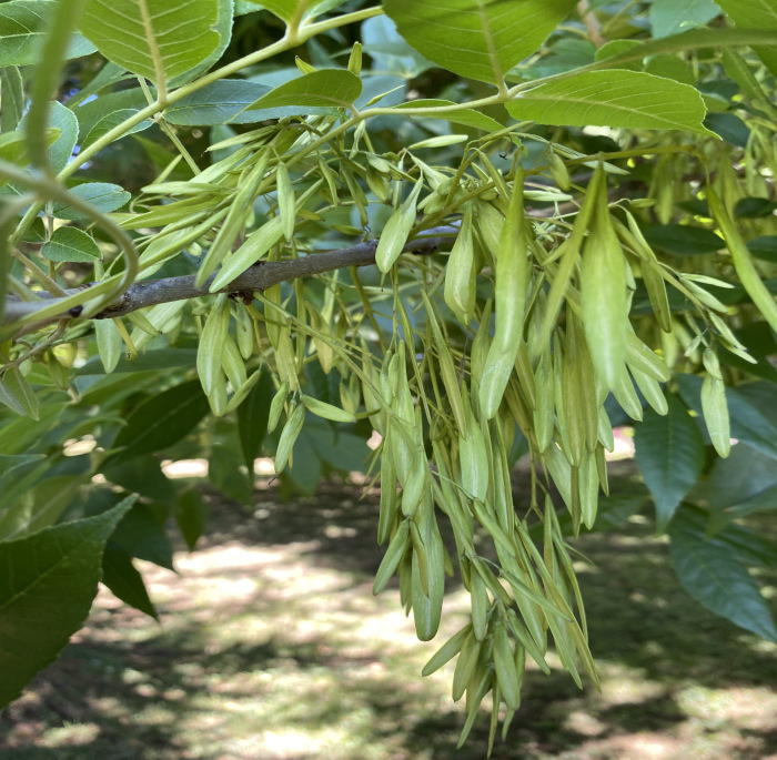 Fraxinus excelsior L.
