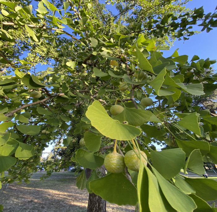 Ginkgo biloba L.