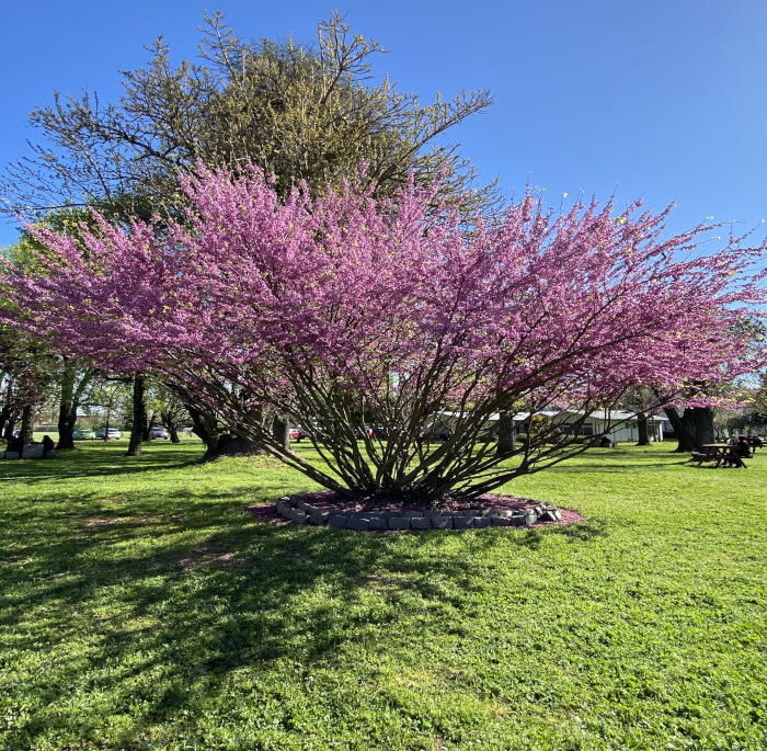 Cercis siliquastrum L.