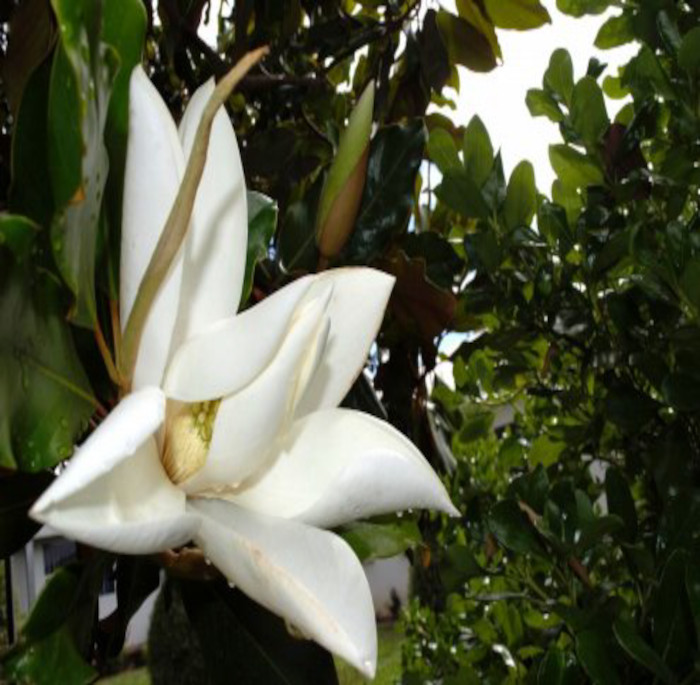 Magnolia grandiflora L.