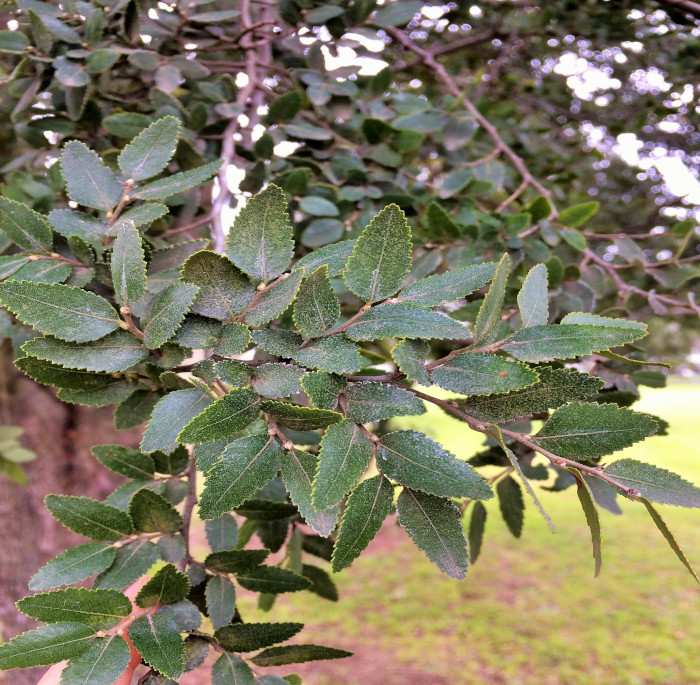 Nothofagus dombeyi (Mirb.) Oerst.