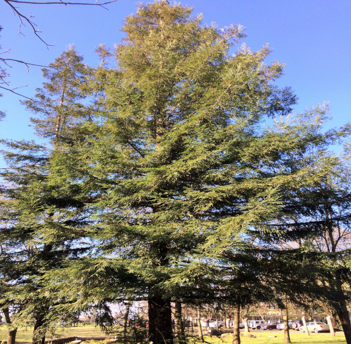 Sequoia sempervirens (D. Don) Endl.