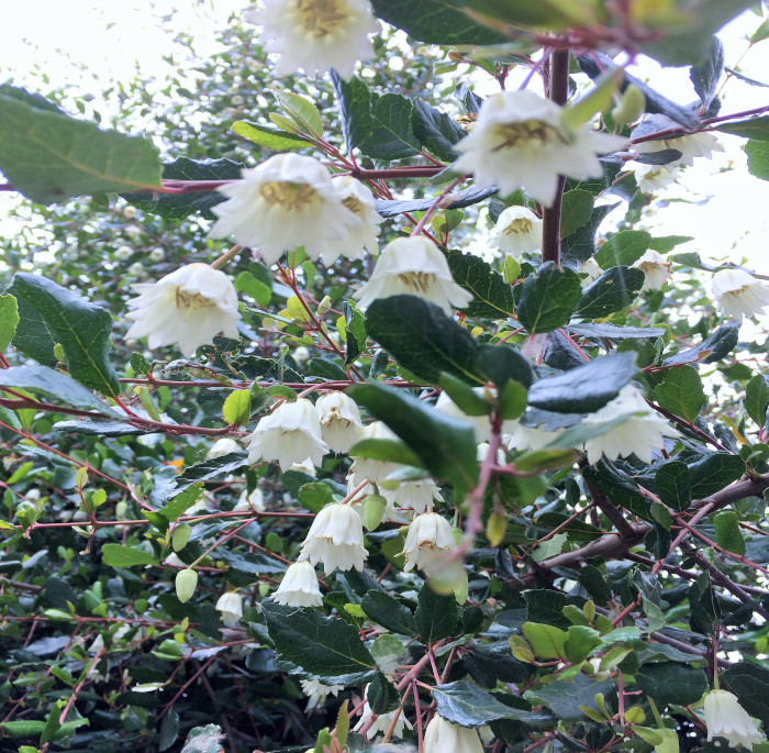 Crinodendron patagua Molina