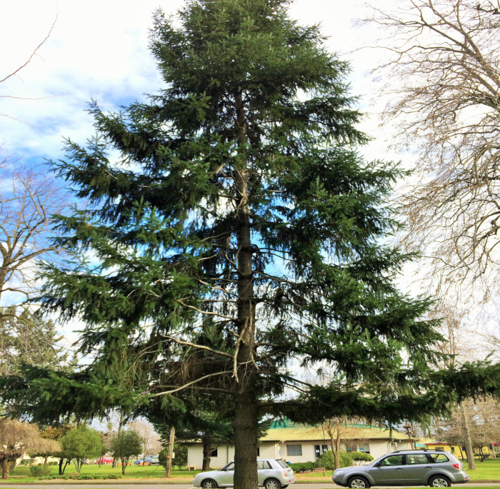 Pseudotsuga menziesii (Mirb.) Franco