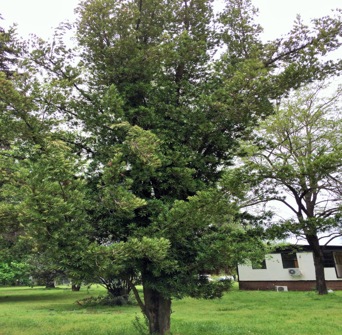 Podocarpus neriifolius D. Don