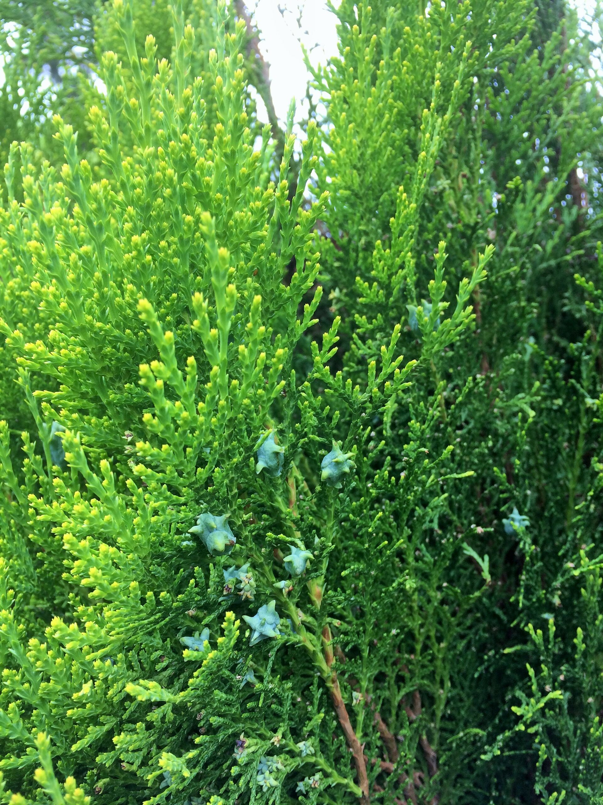 Thuja orientalis L.