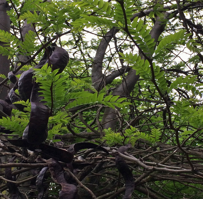 Gleditsia triacanthos L.