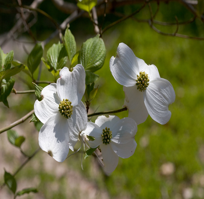 Cornus florida L.