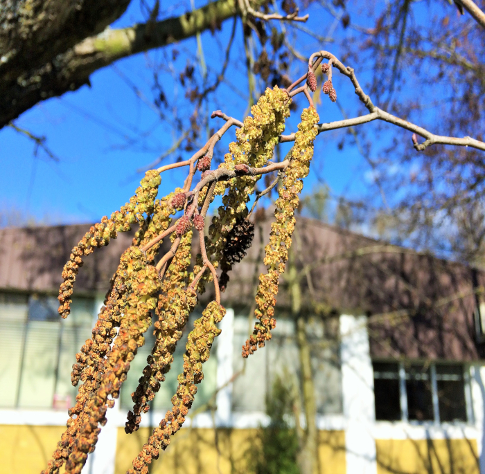 Alnus glutinosa (L.) Gaertn.