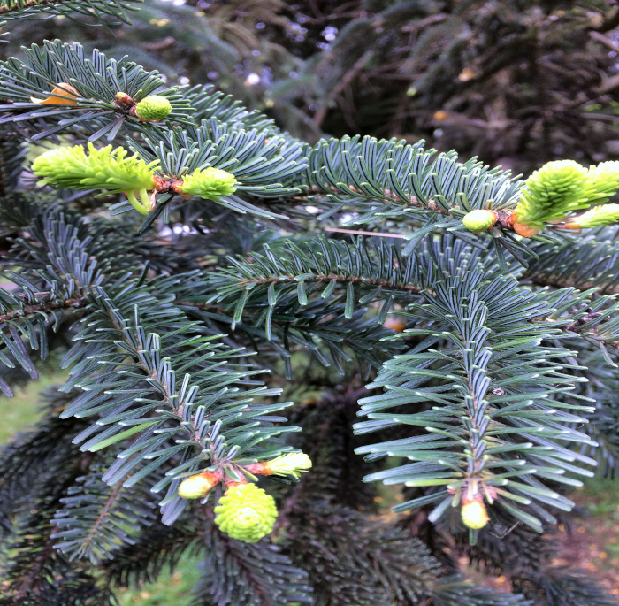 Abies alba Mill.