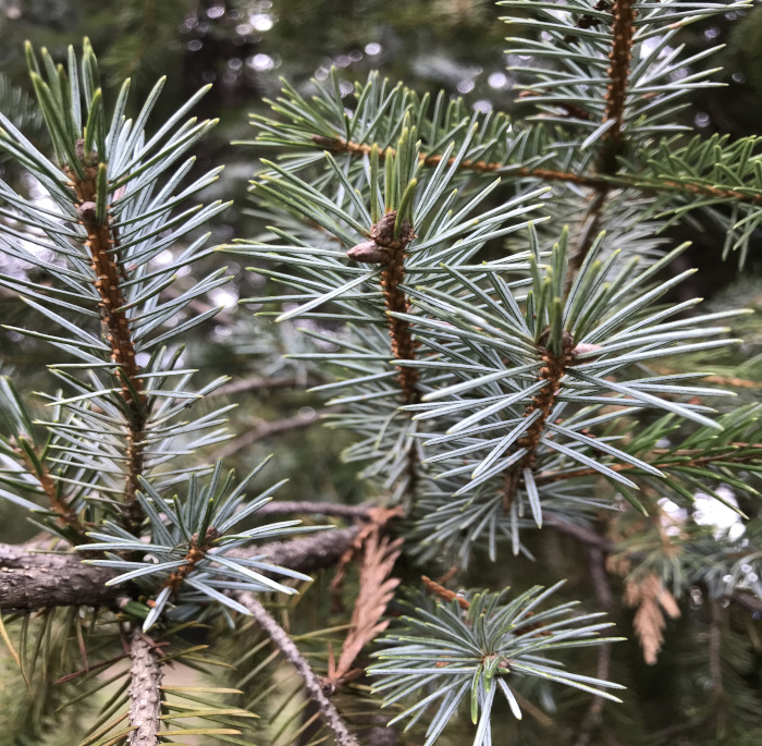 Picea pungens Engelm.