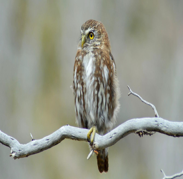 Glaucidium nanum