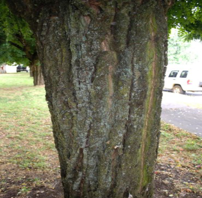 Robinia pseudoacacia L.