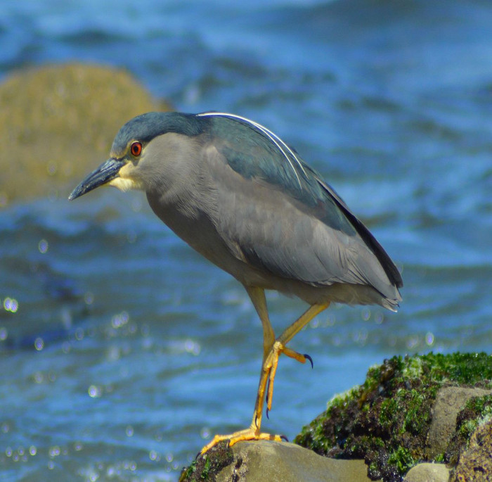 Nycticorax nycticorax