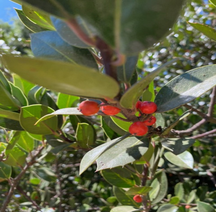 Ilex aquifolium L.