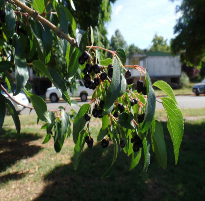 Aristotelia chilensis (Molina) Stuntz