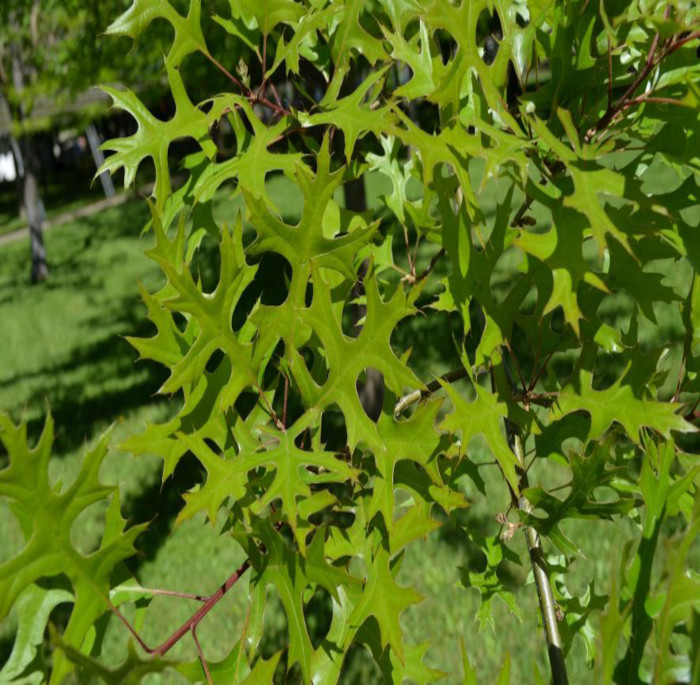 Quercus palustris L.