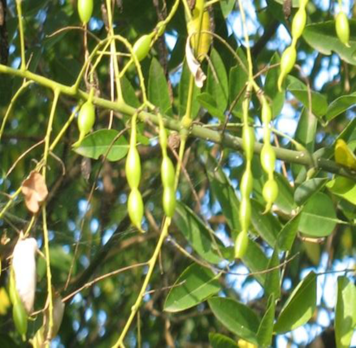 Styphnolobium japonicum (L.) Schott. (Sophora japonica L.)