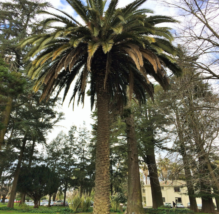 Phoenix canariensis Chabaud