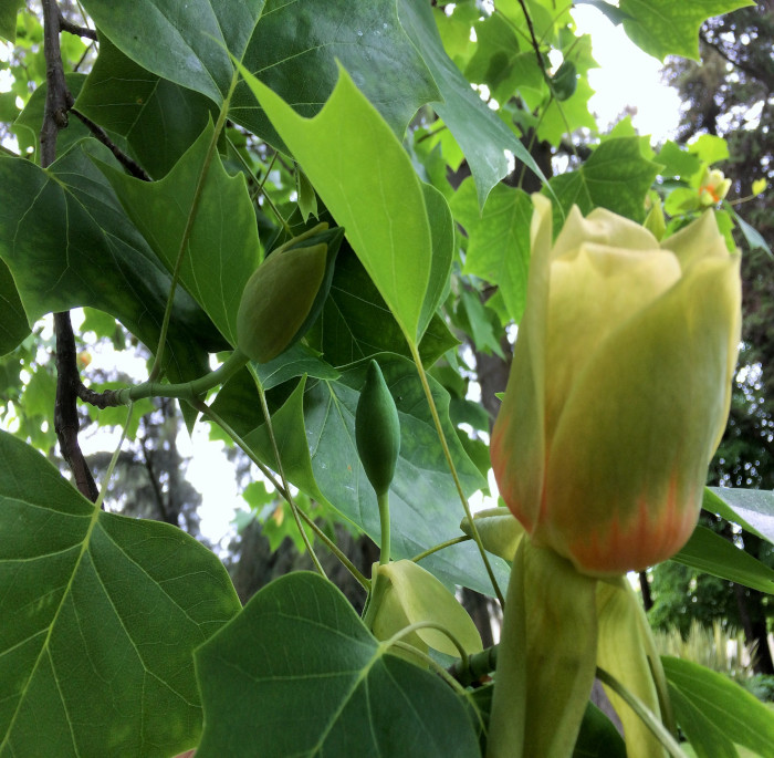 Liriodendron tulipifera L.