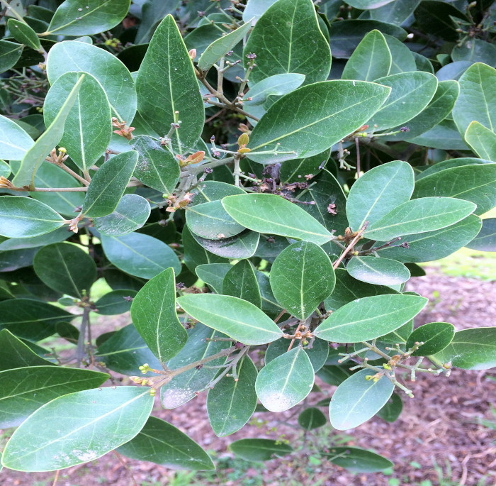 Beilschmiedia berteroana (C. Gay) Kosterm.