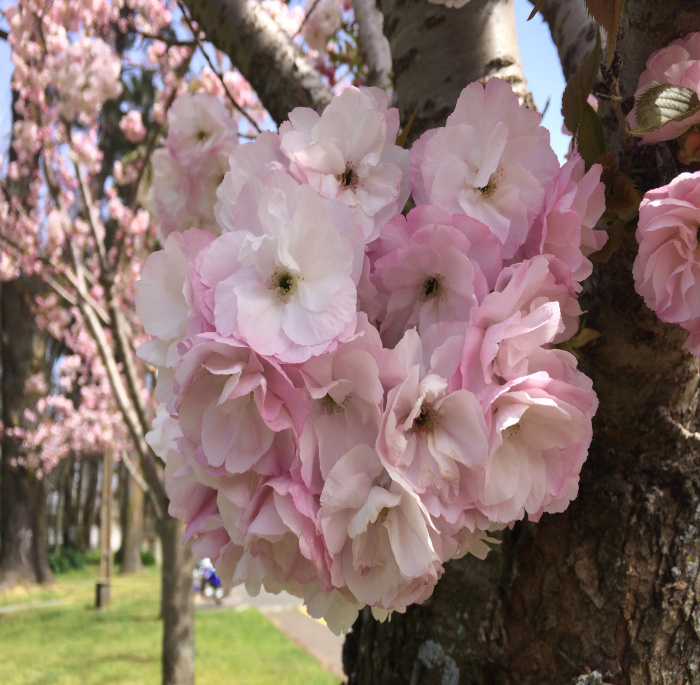 Prunus serrulata Lindl.