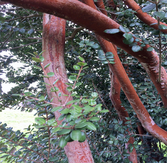 Luma apiculata (DC.) Burret