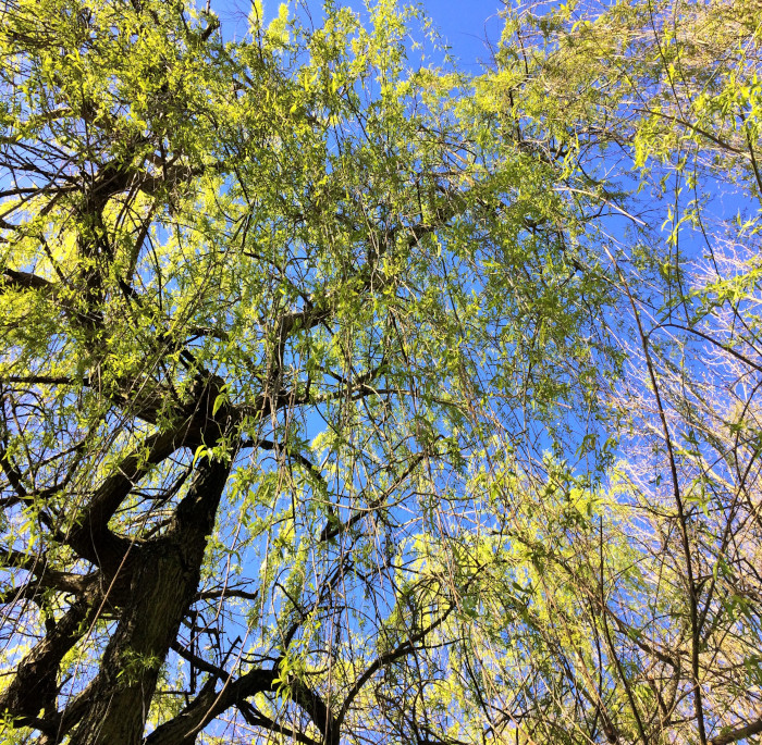 Salix balylonica L.