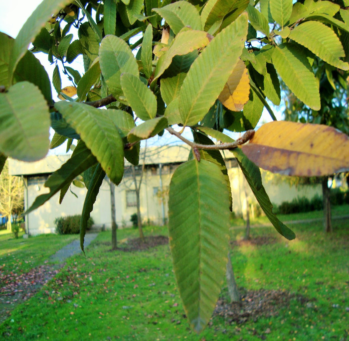 Nothofagus alpina (Poepp. ex A. DC.) Oerst.