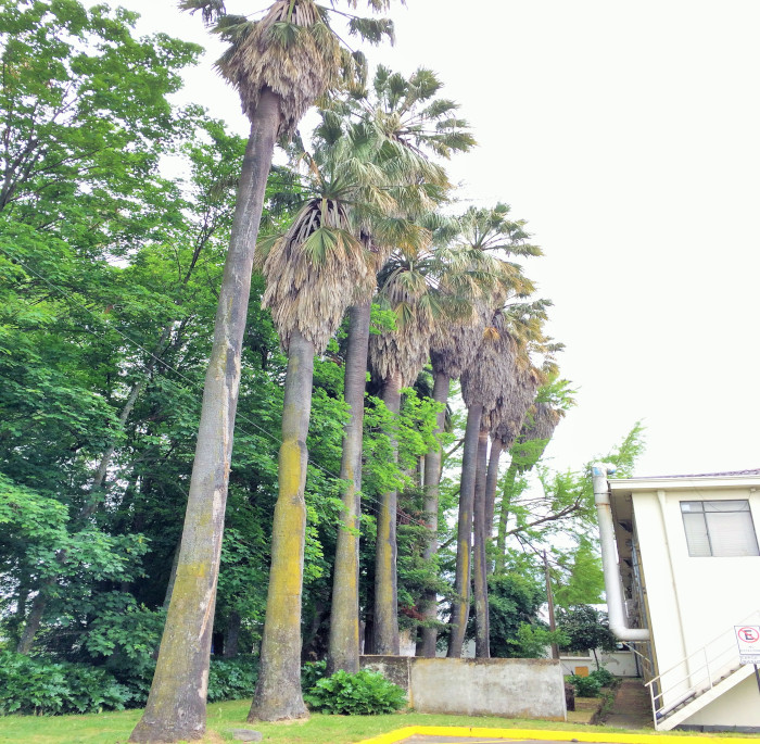 Washingtonia robusta H. Wendl.