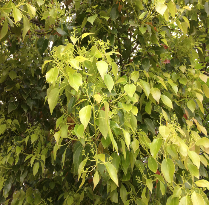 Cinnamomum camphora (L.) J. Presl