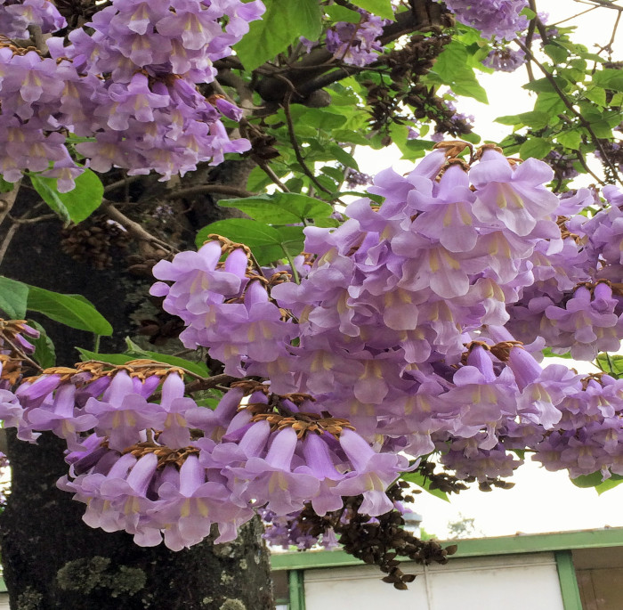 Paulownia tomentosa (Thunb.) Steud.