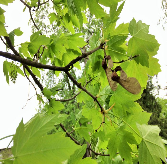 Acer pseudoplatanus L.