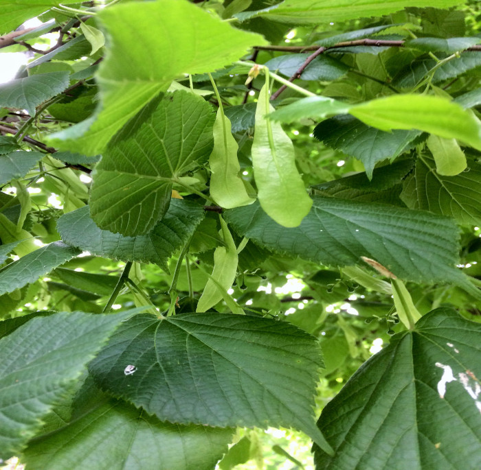 Tilia platyphyllos Scop.