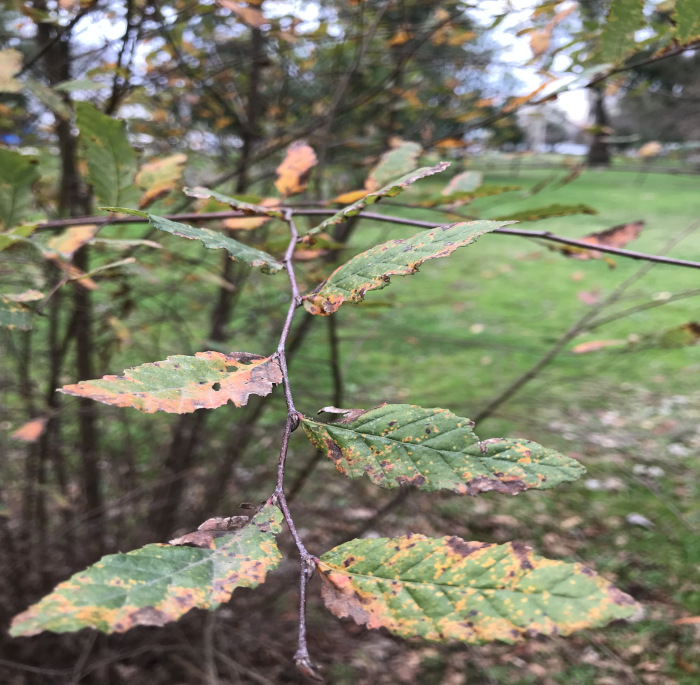 Nothofagus obliqua (Mirb.) Oerst.