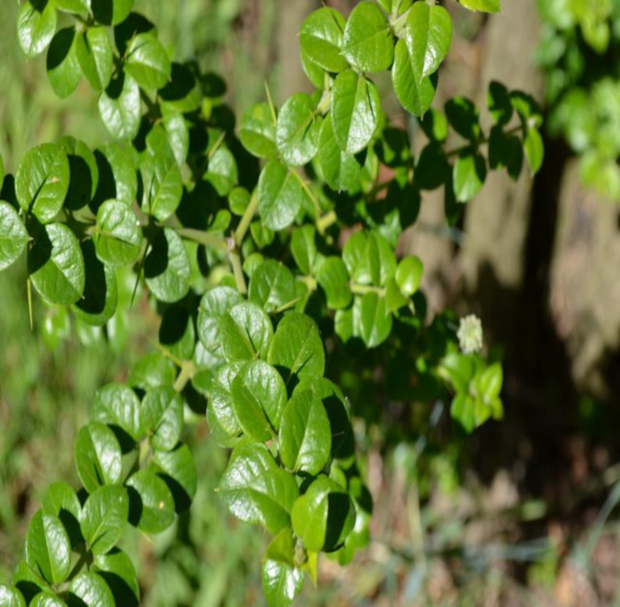 Rhaphithamnus spinosus (Juss.) Moldenke