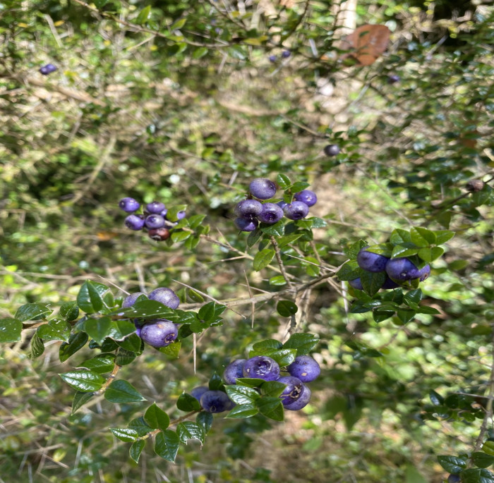 Rhaphithamnus spinosus (Juss.) Moldenke