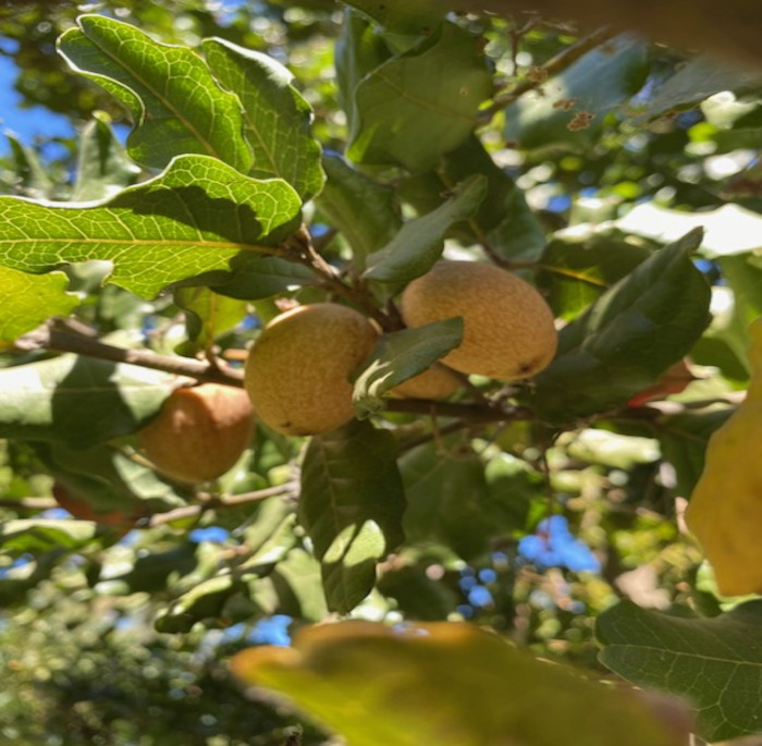 Beilschmiedia miersii (C. Gay) Kosterm.