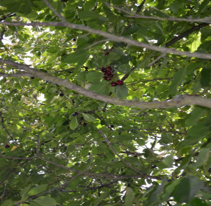 Prunus avium (L.) L.