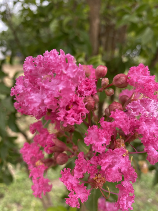 Lagerstroemia indica L.